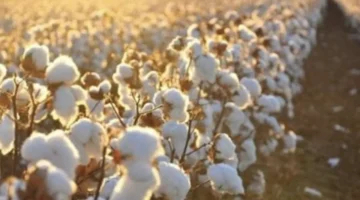 سعر قنطار القطن في مصر يعكس حالة السوق وسط تباين الأصناف ونشاط تداول مكثف 1